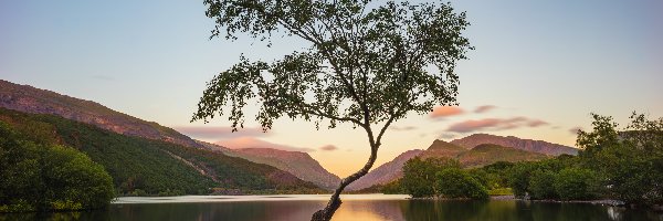 Wielka Brytania, Kamienie, Góry, Drzewo, Jezioro Llyn Padarn, Walia, Park Narodowy Snowdonia