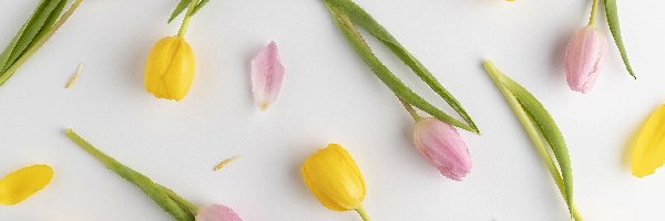 Żółte, Tulipany, Różowe, Tło, Jasne