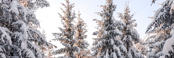 Śnieg, Drzewa, Świerk