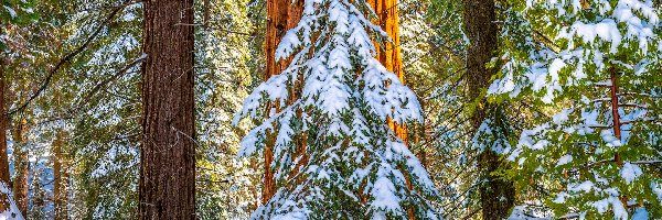 Park Narodowy King Canyon, Kalifornia, Pnie, Śnieg, General Grant Grove, Drzewa, Zima, Stany Zjednoczone