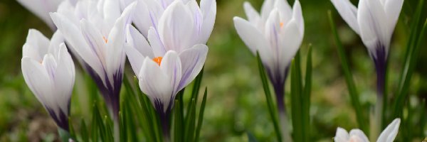 Krokusy, Biało-fioletowe, Kwiaty