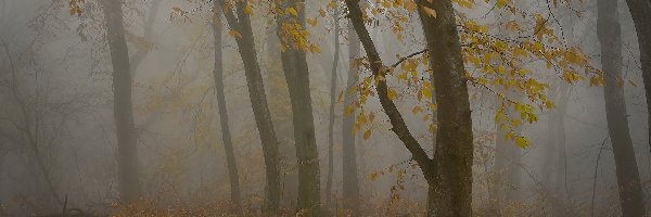 Mgła, Pożółkłe, Liście, Jesień, Drzewa, Las