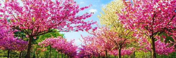 Drzewa, Wiosna, Ścieżka, Kwitnące