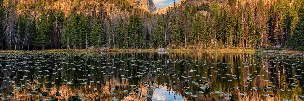Drzewa, Jezioro, Stany Zjednoczone, Kolorado, Nymph Lake, Park Narodowy Gór Skalistych, Odbicie, Góry