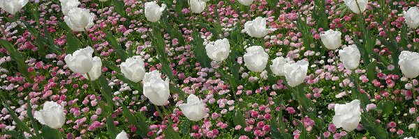 Tulipany, Kwiaty, Stokrotki, Białe