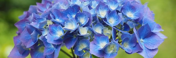 Niebieski, Liście, Hortensja, Kwiat
