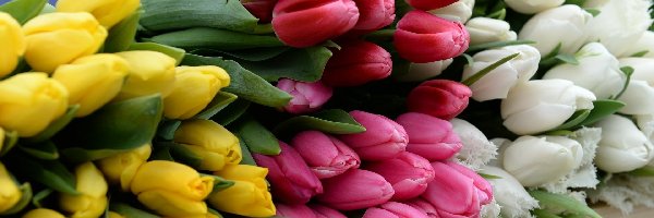 Różowe, Tulipany, Białe, Żółte