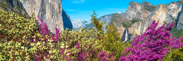 Stan Kalifornia, Drzewa, Krzewy, Stany Zjednoczone, Góry, Park Narodowy Yosemite