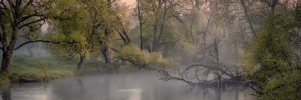 Drzewa, Rzeka Istra, Mgła, Rosja, Obwód moskiewski