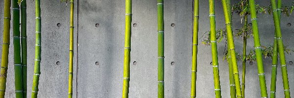 Łodygi, Ściana, Roślina, Bambus