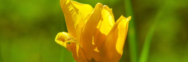 Kwitnący, Zbliżenie, Tulipan, Żółty