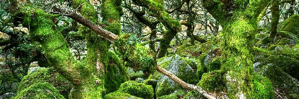Las, Devon, Kamienie, Drzewa, Dartmoor, Rezerwat Wistmans Wood, Omszone, Anglia