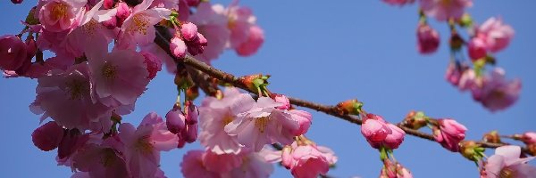 Wiśnia japońska, Kwiaty, Gałązki, Drzewo owocowe