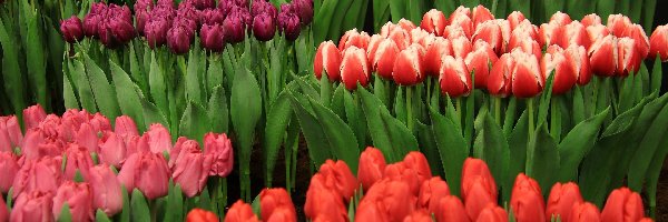 Tulipany, Fioletowe, Różowe, Kwiaty, Żółte, Czerwone