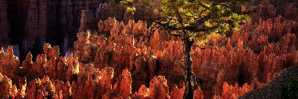 Skały, Park Narodowy Bryce Canyon, Kanion, Sosna, Utah, Stany Zjednoczone