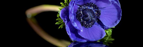 Niebieski, Odbicie, Zawilec, Kwiaty