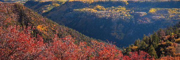 San Juan Mountains, Góry, Telluride, Kolorado, Stany Zjednoczone, Topole, Drzewa, Jesień, Kolorowe