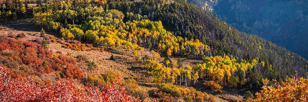 Jesień, Kolorado, Drzewa, Kolorowe, Telluride, Góry, San Juan Mountains, Stany Zjednoczone