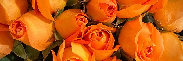 Róże, Pomarańczowe, Bukiet