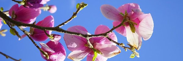 Kwiaty, Niebo, Magnolia, Gałązka