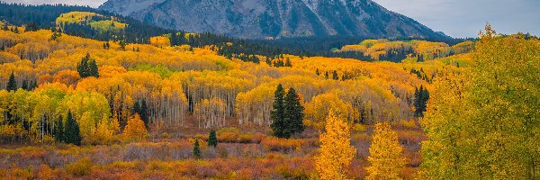 Jesień, Góry, Przełęcz, Kolorado, Stany Zjednoczone, Lasy, Roślinność, Kebler Pass, Drzewa