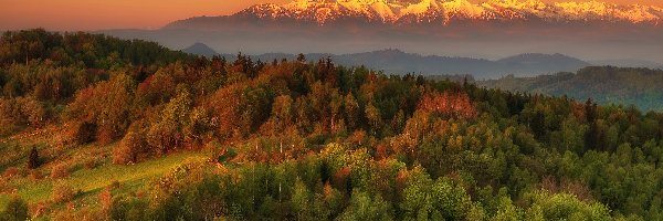 Las, Tatry, Góry, Polska, Wschód słońca