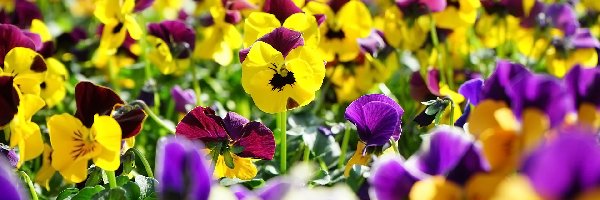 Bratki, Żółto-fioletowe, Kwiaty