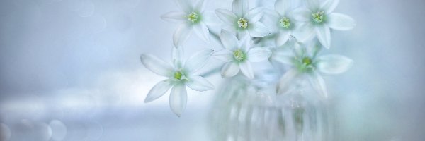 Kwiaty, Wazonik, Śniedek baldaszkowaty, Białe