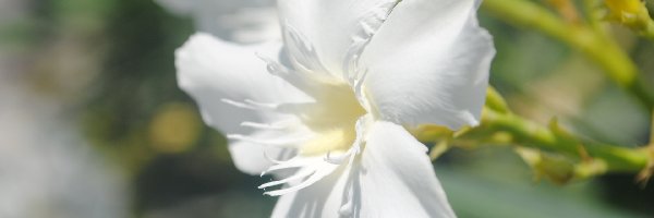Kwiat, Eucharis, Lilia amazońska, Biały