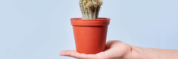Ręka, Doniczka, Kaktus