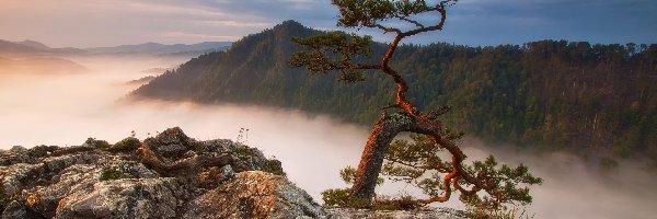 Mgła, Góry, Polska, Pieniński Park Narodowy, Skała, Szczyt Sokolica, Pieniny, Sosna