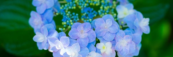 Kwiat, Liście, Hortensja, Niebieski