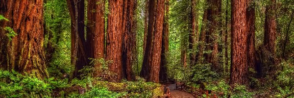 Drzewa, Kalifornia, Park Narodowy Redwood, Droga, Las, Sekwoje, Paprocie, Stany Zjednoczone