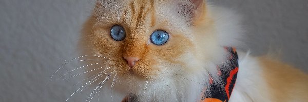 Apaszka, Kot, Niebieskooki