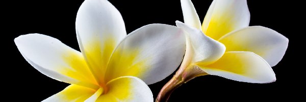 Plumerie, Biało-żółte, Kwiaty