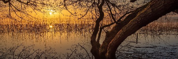 Jezioro, Szuwary, Drzewo, Zachód słońca