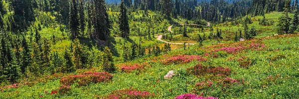 Droga, Park Narodowy Mount Rainier, Góry, Stan Waszyngton, Stany Zjednoczone, Kwiaty, Łąka