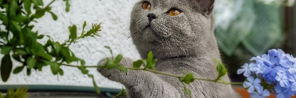 Kwiaty, Gałązki, Kot brytyjski krótkowłosy
