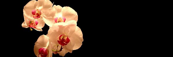 Storczyki, Orchidea, Kwiaty