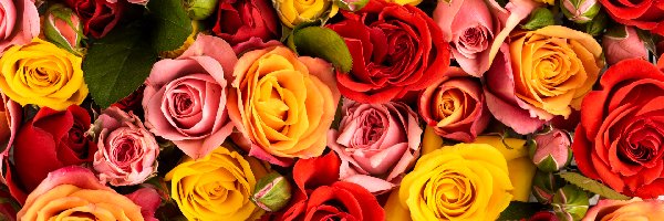 Kolorowe, Pąki, Róże, Kwiaty