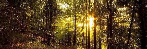 Słońce, Ścieżka, Liście, Promienie, Drzewa, Las