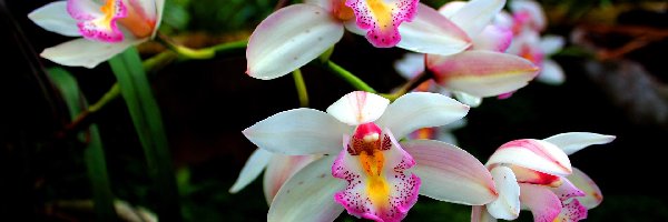 Kwiaty, Orchidea, Storczyki, Biało-różowe