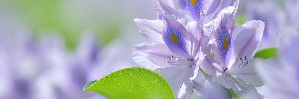 Hiacynt wodny, Eichornia gruboogonkowa, Kwiat