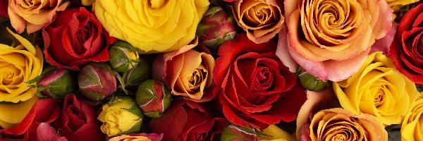 Kwiaty, Rozkwitnięte, Kolorowe, Pąki, Róże