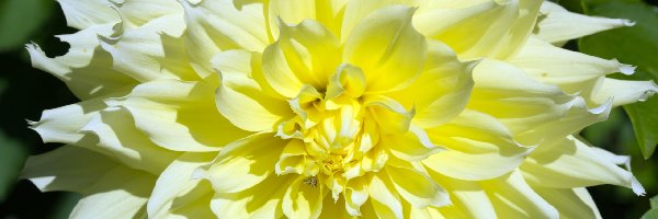 Żółto-biała, Zbliżenie, Dalia, Kwiat