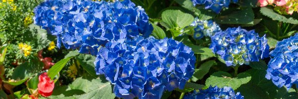 Niebieskie, Hortensje, Rozświetlone, Kwiaty