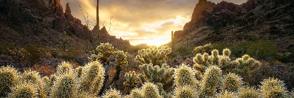 Kaktusy, Chmury, Wschód słońca, Góry