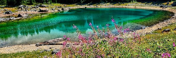 Drzewa, Lago di Carezza, Włochy, Południowy Tyrol, Las, Roślinność, Kwiaty, Jezioro Karersee