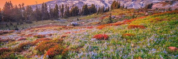 Kwiaty, Łąka, Stratowulkan Mount Rainier, Góry, Park Narodowy Mount Rainier, Stany Zjednoczone, Stan Waszyngton, Drzewa, Chmury
