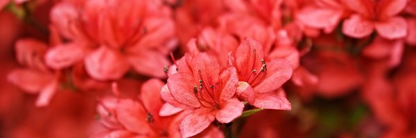 Azalie, Czerwone, Rododendron, Pręciki, Kwiaty